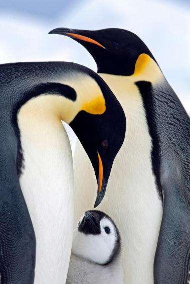 Emperor penguins family 